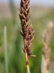Carex idahoa