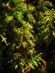 Thuidium delicatulum