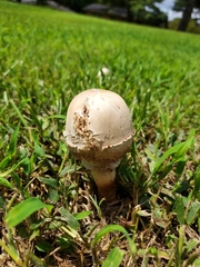 Chlorophyllum molybdites