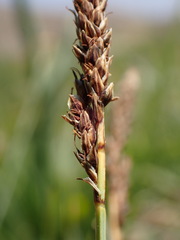 Carex idahoa