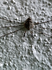 Dicranopalpus