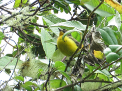 Myioborus flavivertex