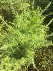 Larix laricina