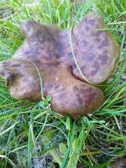 Boletinellus merulioides