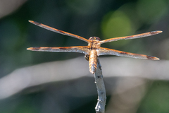 Libellula semifasciata