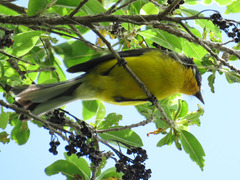 Myioborus flavivertex