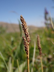 Carex idahoa