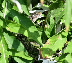 Lacerta bilineata