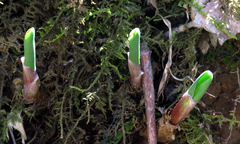 Allium tricoccum