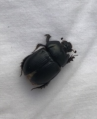 Geotrupes stercorarius