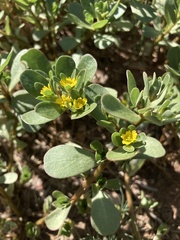 Portulaca oleracea