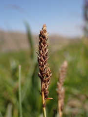 Carex idahoa