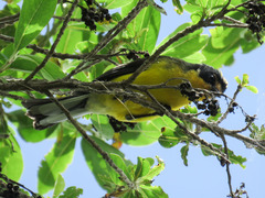 Myioborus flavivertex