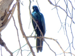 Lamprotornis australis