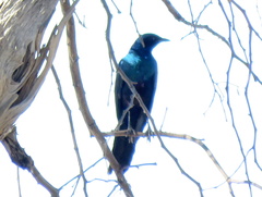 Lamprotornis australis