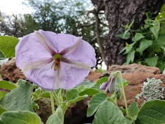 Lycianthes dejecta