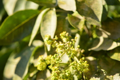 Magnoliopsida