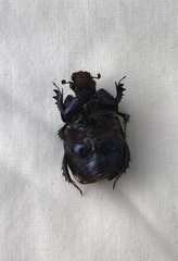 Geotrupes stercorarius