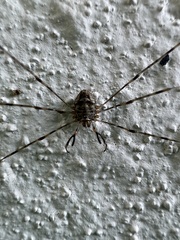 Dicranopalpus