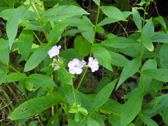 Phlox