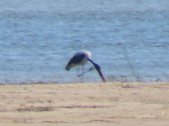 Ephippiorhynchus senegalensis