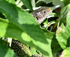 Lacerta bilineata