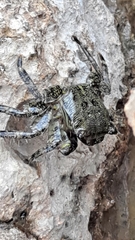 Pachygrapsus marmoratus