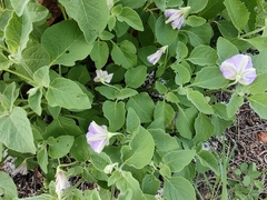 Lycianthes dejecta