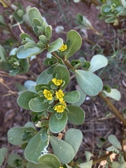 Portulaca oleracea