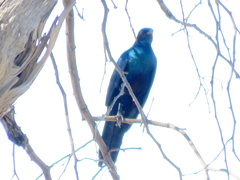 Lamprotornis australis