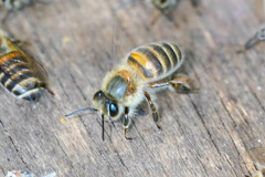 Apis cerana japonica