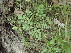 Cardamine pensylvanica
