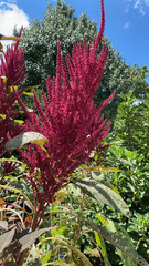 Amaranthus cruentus