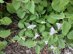 Lycianthes dejecta