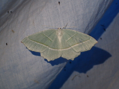 Campaea margaritaria