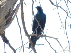 Lamprotornis australis