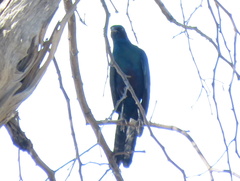Lamprotornis australis