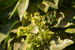 Magnoliopsida