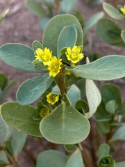 Portulaca oleracea