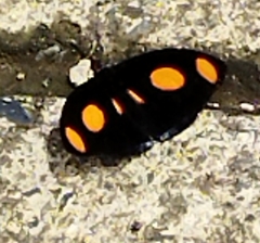 Catonephele numilia esite