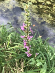 Lythrum salicaria