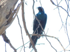 Lamprotornis australis