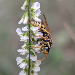 Polistes dominula