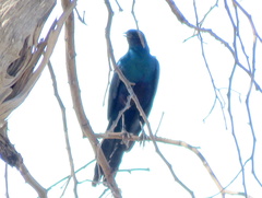 Lamprotornis australis