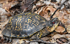 Terrapene carolina