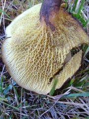 Boletinellus merulioides