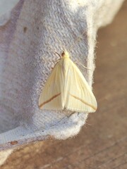Rhodometra sacraria