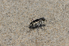 Cicindela latesignata