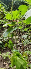 Dioscorea bulbifera