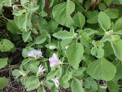 Lycianthes dejecta